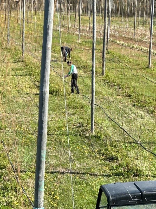 Stringing hops monroe mi 5.1.23.jpg